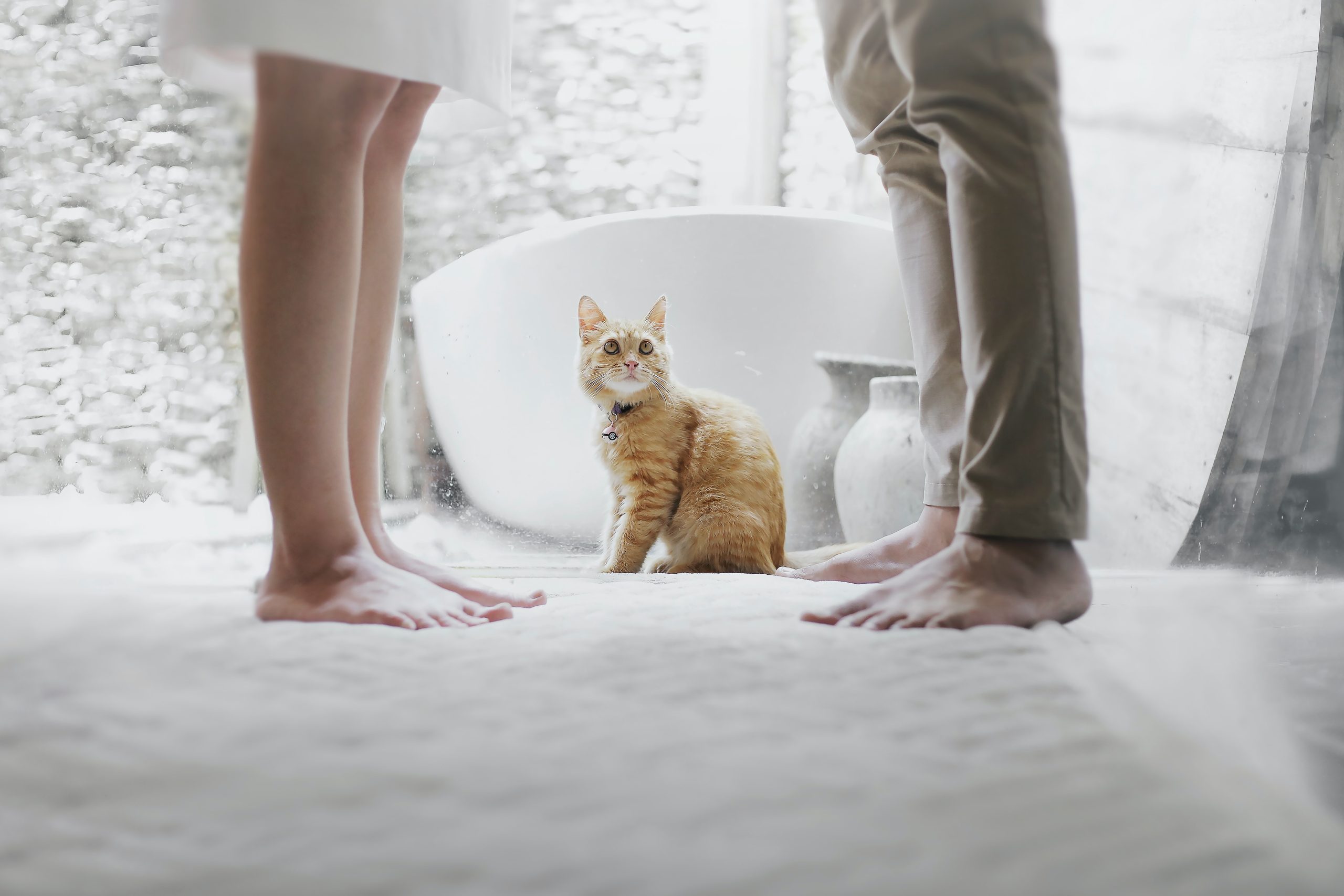 Cat Food - British Shorthair